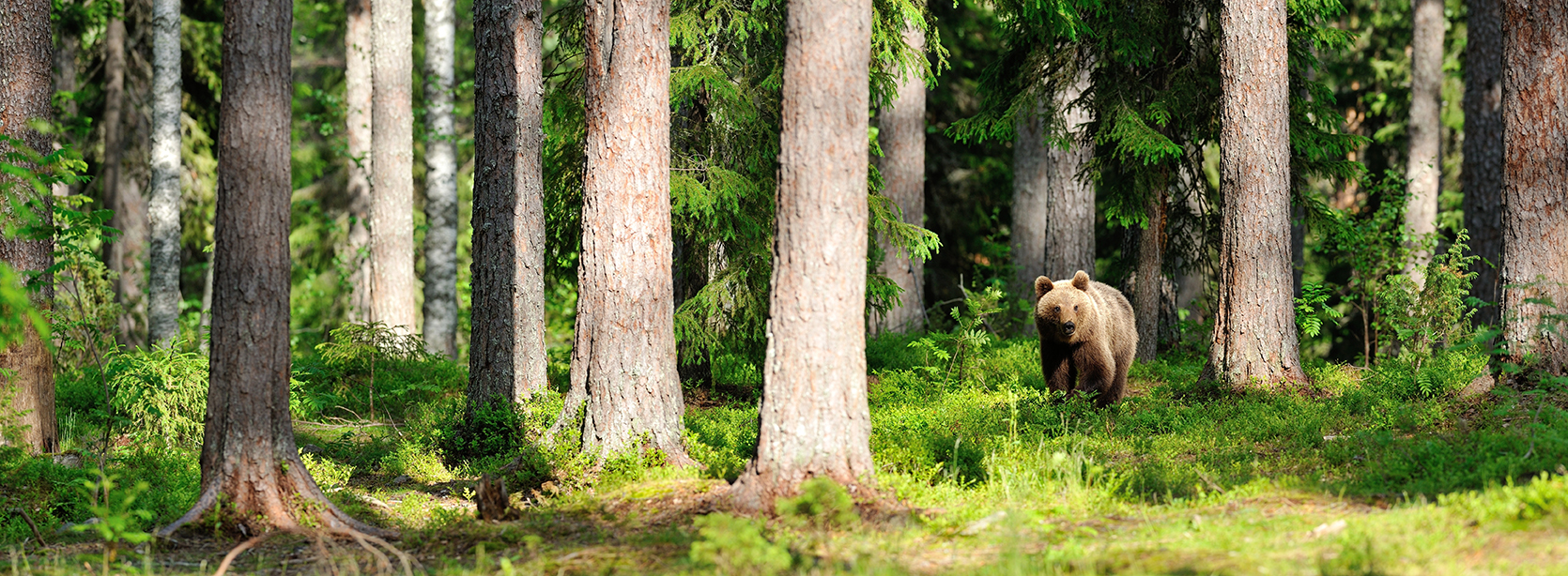 karhu suomalaisessa metsässä