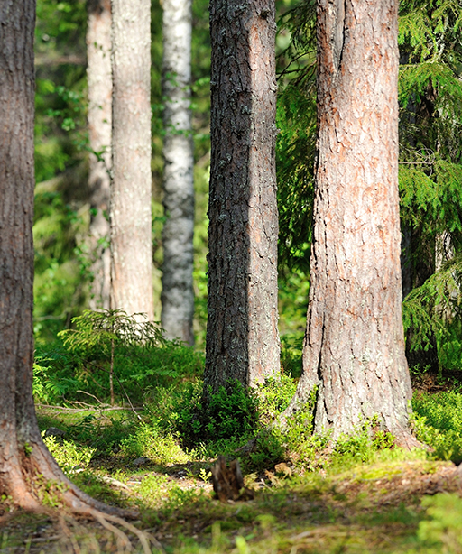 suomalanen metsä