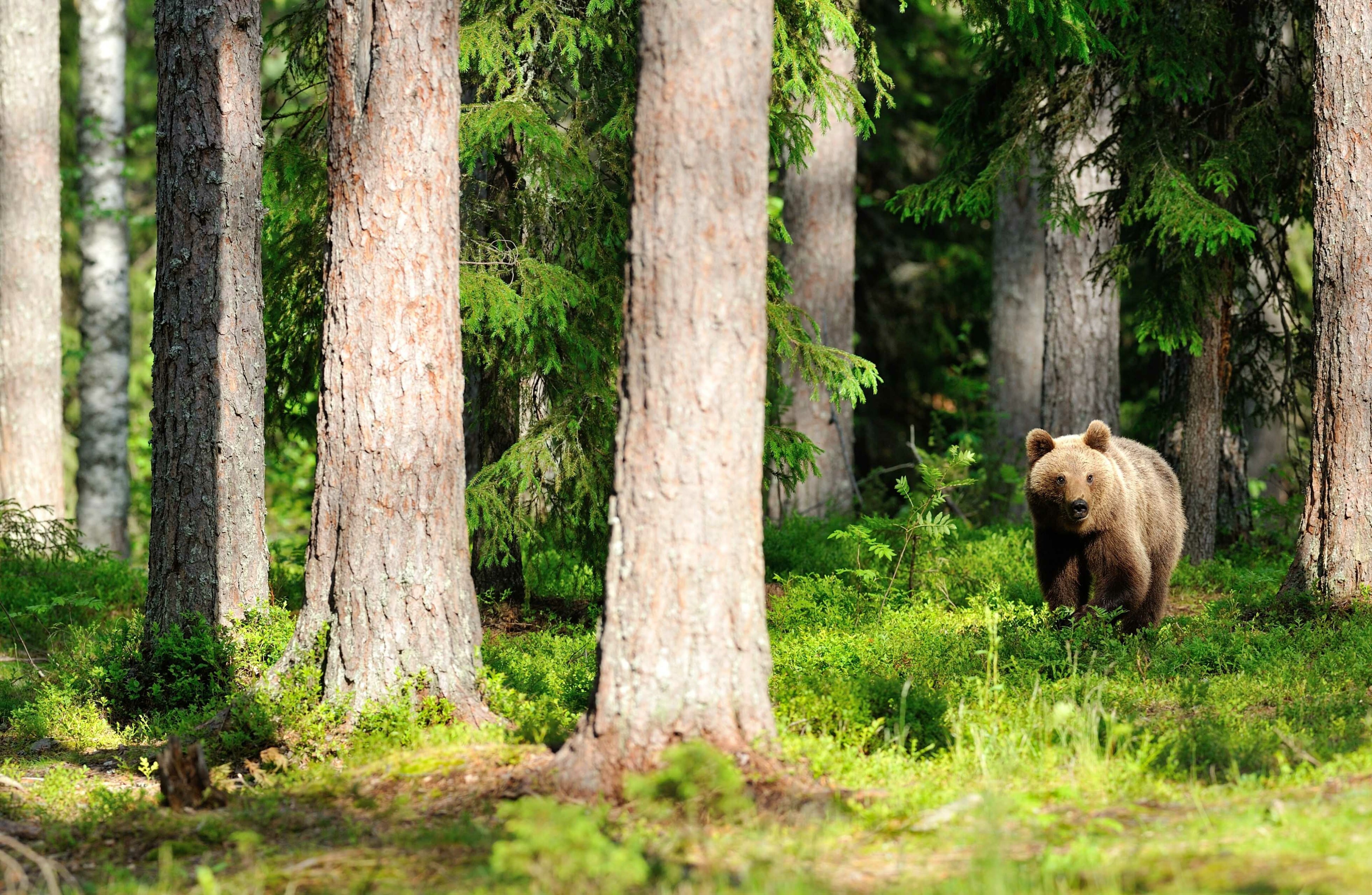 karhu suomalaisessa metsässä